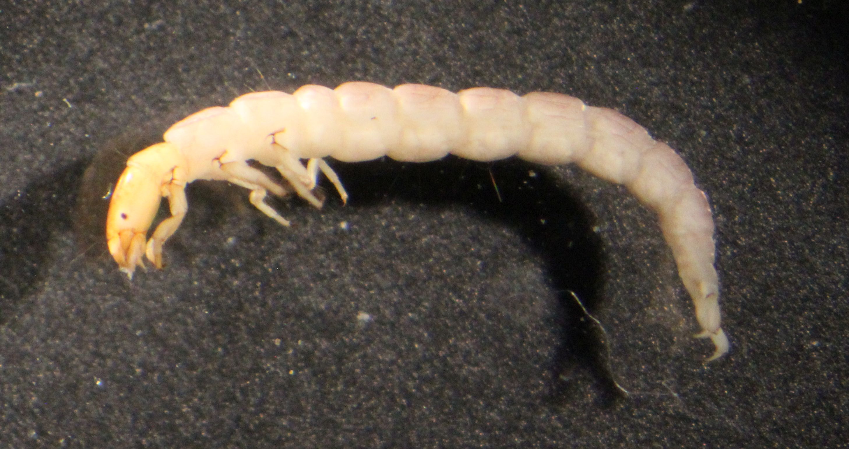 polycentropod